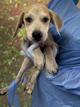 Chickpea -  Labrador Retriever and Mixed Breed Dog for Adoption in San Antonio, Texas - Chickpea | PetCurious