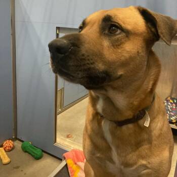 Ghost -  Mixed Breed Dog for Adoption in Buffalo, Wyoming - Ghost | PetCurious