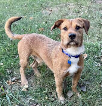 Wirehaired Terrier Dogs Available for Adoption in Lisbon, Iowa - Max | PetCurious