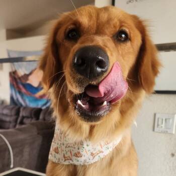 Aibee -  Golden Retriever Dog for Adoption in Phoenix, Arizona - Aibee | PetCurious