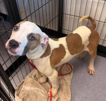 Pit Bull Terrier Dogs Available for Adoption - Roblox | PetCurious