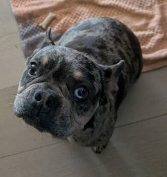 French Bulldog Dogs Available for Adoption - Bella | PetCurious