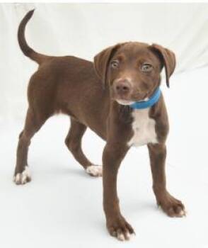 Latte -  Labrador Retriever and Mixed Breed Dog for Adoption in Kansas City, Missouri - Latte | PetCurious