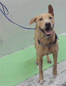 MARLEY -  Labrador Retriever and Mixed Breed Dog for Adoption in Houston, Texas - MARLEY | PetCurious