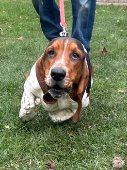 Rescue Basset Hound Dogs for Adoption in Fall River, Massachusetts - Droopy | PetCurious