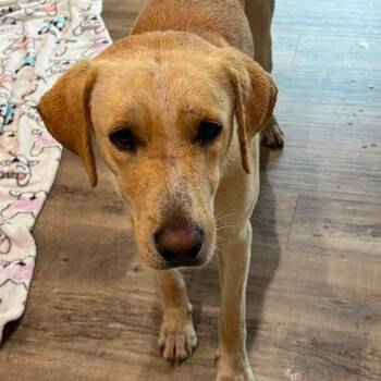 Pickles -  Yellow Labrador Retriever Dog for Adoption in Enterprise, Alabama - Pickles | PetCurious