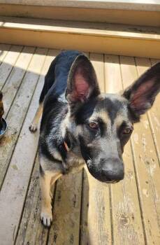 Rescue German Shepherd Dog Dogs for Adoption in Abbotsford, British Columbia - Winnie | PetCurious