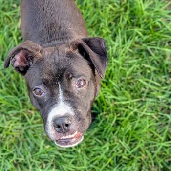 Roxy -  American Staffordshire Terrier Dog for Adoption in Rockville, Maryland - Roxy | PetCurious