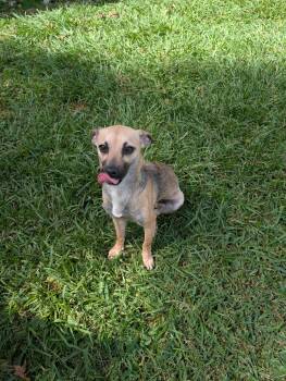 Rescue Terrier Dogs for Adoption in Baton Rouge, Louisiana - Tony | PetCurious