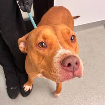 Josie -  Pit Bull Terrier Dog for Adoption in Abilene, Texas - Josie | PetCurious