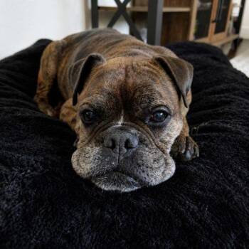 Bugz -  English Bulldog and Boxer Dog for Adoption in Austin, Texas - Bugz | PetCurious