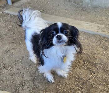 Japanese Chin and Pekingese Dogs Available for Adoption - Arial | PetCurious
