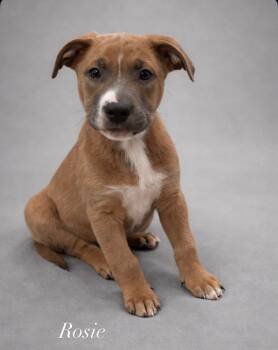 Mixed Breed Dogs Available for Adoption - Rosie | PetCurious