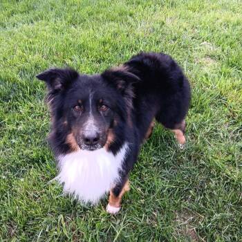 Australian Shepherd Dogs Available for Adoption in Abingdon, Maryland - Drake | PetCurious