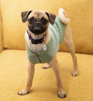 Jax Bonded with Juno available at Charlie