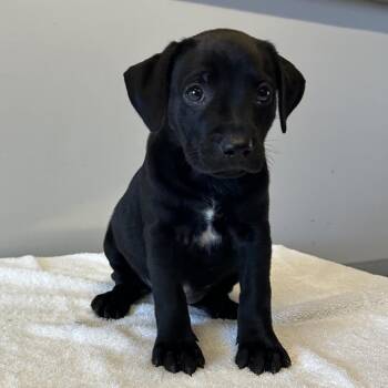 IVHS-Stray-139386 -  Black Labrador Retriever Dog for Adoption in San Gabriel, California - IVHS-Stray-139386 | PetCurious