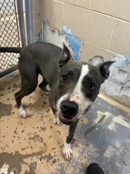 Kate -  Pit Bull Terrier and Mixed Breed Dog for Adoption in West Memphis, Arkansas - Kate | PetCurious