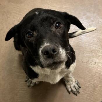 Mixed Breed Dogs Available for Adoption in Flagstaff, Arizona - Stamp | PetCurious