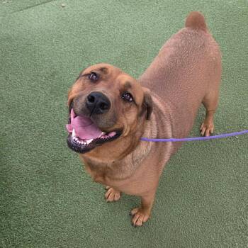 Retriever and Mastiff Dogs Available for Adoption in Chattanooga, Tennessee - Laverne | PetCurious