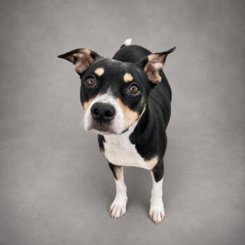 Agnes -  Rat Terrier and Mixed Breed Dog for Adoption in Hardeeville, South Carolina - Agnes | PetCurious