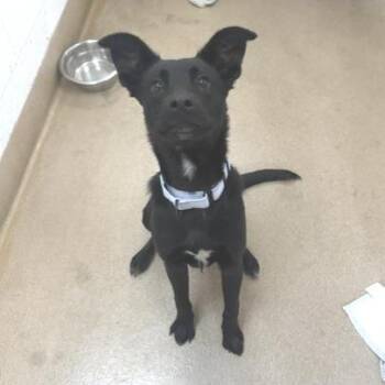 Darius -  Shepherd and Mixed Breed Dog for Adoption - Darius | PetCurious
