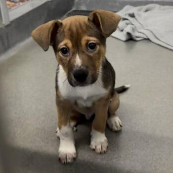 Cattle Dog and Mixed Breed Dogs Available for Adoption in Pittsburgh, Pennsylvania - Journee | PetCurious