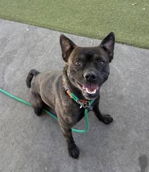 *Banzai* -  Pit Bull Terrier and French Bulldog Dog for Adoption in Salt Lake City, Utah - *Banzai* | PetCurious