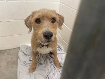 A054162 -  Border Terrier and Mixed Breed Dog for Adoption in Rosenberg, Texas - A054162 | PetCurious