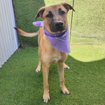 German Shepherd Dog Dogs Available for Adoption - Turk | PetCurious