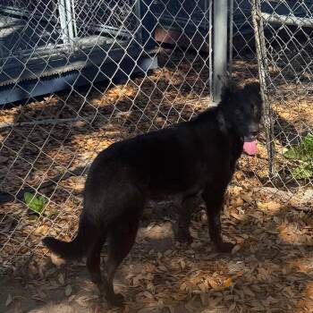Molasses -  German Shepherd Dog Dog Available for Adoption in Hinesville, Georgia - Molasses | PetCurious