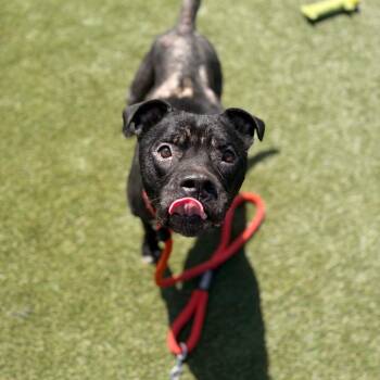 Nyx -  Mixed Breed Dog for Adoption in Philadelphia, Pennsylvania - Nyx | PetCurious