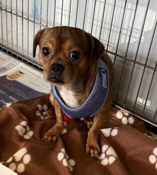 Churro -  Chiweenie Dog for Adoption in Parma, Ohio - Churro | PetCurious