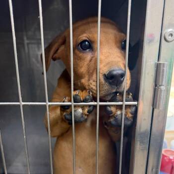Jane Dog -  Labrador Retriever and Pit Bull Terrier Dog for Adoption in Madisonville, Kentucky - Jane Dog | PetCurious