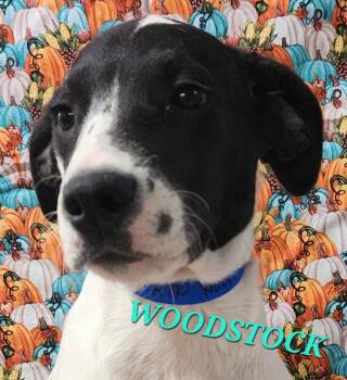 Woodstock Peanuts -  Hound Dog for Adoption in Andover, Massachusetts - Woodstock Peanuts | PetCurious