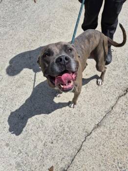 Pen 134 -  Pit Bull Terrier Dog for Adoption in Lawrenceville, Georgia - Pen 134 | PetCurious