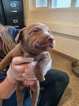 Labrador Retriever and Pit Bull Terrier Dogs Available for Adoption in Gold Beach, Oregon - Henna | PetCurious