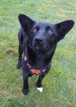 Shepherd Dogs Available for Adoption - Demi | PetCurious