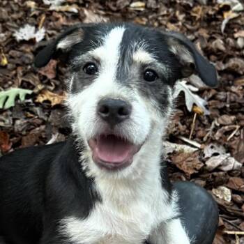 Carl -  Terrier Dog for Adoption in Stokesdale, North Carolina - Carl | PetCurious