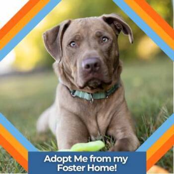 Rescue Mixed Breed Dogs for Adoption in Hilliard, Ohio - Breeze | PetCurious