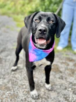 Labrador Retriever and German Shorthaired Pointer Dogs Available for Adoption in Ellijay, Georgia - Pepper | PetCurious