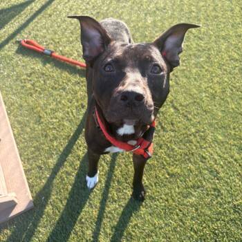 Atlas -  Mixed Breed Dog for Adoption in Philadelphia, Pennsylvania - Atlas | PetCurious