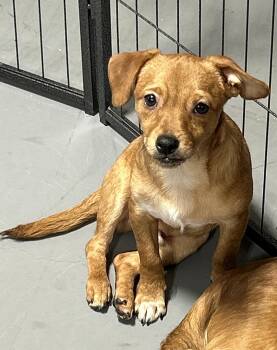 Rescue Chihuahua Dogs for Adoption in Lampasas, Texas - Flash | PetCurious