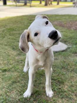 Marshmallow -  Mixed Breed Dog for Adoption in Mount Pleasant, South Carolina - Marshmallow | PetCurious