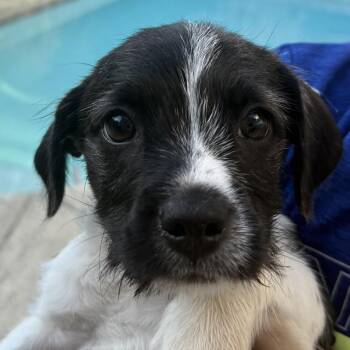Jason -  Boston Terrier and Poodle Dog for Adoption in San Mateo, California - Jason | PetCurious