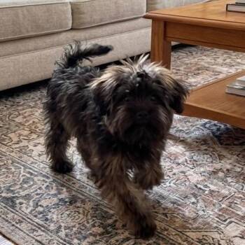 Rocco -  Schnauzer and Poodle Dog for Adoption in Pittsfield, Illinois - Rocco | PetCurious