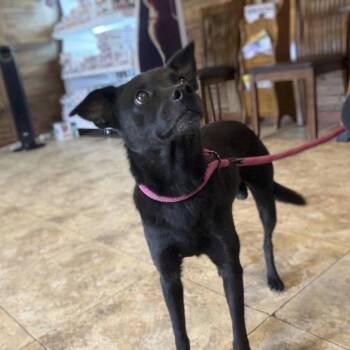 Marty -  Mixed Breed Dog for Adoption in Caldwell, Texas - Marty | PetCurious