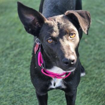 Dolly -  Labrador Retriever and German Shepherd Dog Dog for Adoption in Farmington, Minnesota - Dolly | PetCurious