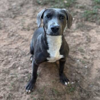 Rescue Labrador Retriever Dogs for Adoption - Chipmunk | PetCurious