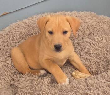 Yellow Labrador Retriever and American Staffordshire Terrier Dogs Available for Adoption in Riverton, Wyoming - Landon | PetCurious