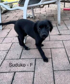 Sodoku -  Terrier Dog for Adoption in Hillside, Illinois - Sodoku | PetCurious